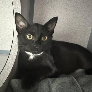 Bubbles -  Domestic Short Hair Cat for Adoption in Evansville, Indiana - Bubbles | PetCurious
