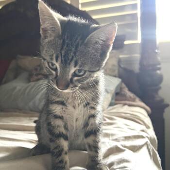 Domestic Short Hair Cats Available for Adoption - Biscuit | PetCurious