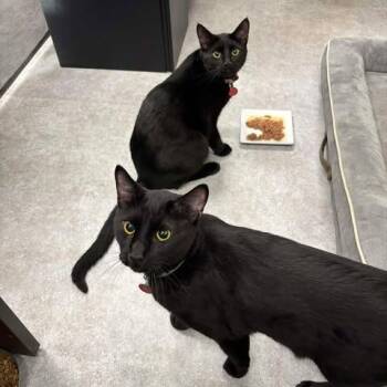 Domestic Short Hair Cats Available for Adoption - Edward | PetCurious