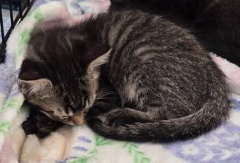 Varoom -  Domestic Short Hair Cat for Adoption in Evans, Georgia - Varoom | PetCurious