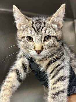 Alani -  Domestic Short Hair Cat for Adoption in Wichita, Kansas - Alani | PetCurious