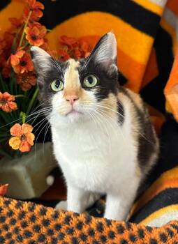 5/26/26 Daffodil -  Domestic Short Hair Cat for Adoption in Stillwater, Oklahoma - 5/26/26 Daffodil | PetCurious