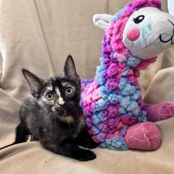 Domestic Short Hair Cats Available for Adoption in Columbus, North Carolina - Blaze | PetCurious