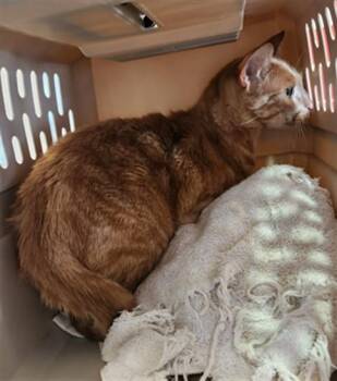 Domestic Short Hair Cats Available for Adoption in Plano, Texas - Wally A216340 | PetCurious