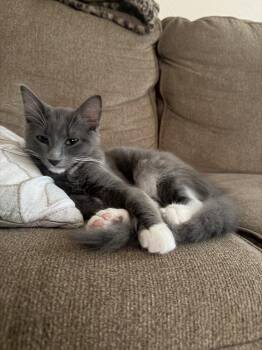 Lita 7478 -  Domestic Short Hair Cat for Adoption in Dallas, Texas - Lita 7478 | PetCurious