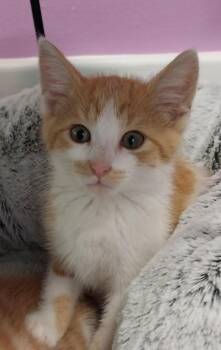 Cass * IN FOSTER * -  Domestic Short Hair Cat for Adoption in South Bend, Indiana - Cass * IN FOSTER * | PetCurious
