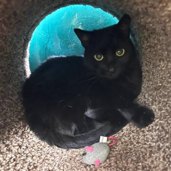 Domestic Short Hair Cats Available for Adoption - Jenny | PetCurious
