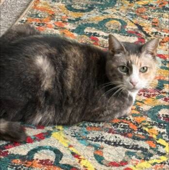 Dilute Calico and Dilute Tortoiseshell Cats Available for Adoption - Florence | PetCurious