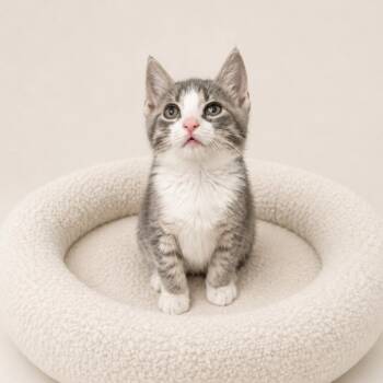 Sparky -  Domestic Short Hair Cat for Adoption in Redwood Falls, Minnesota - Sparky | PetCurious