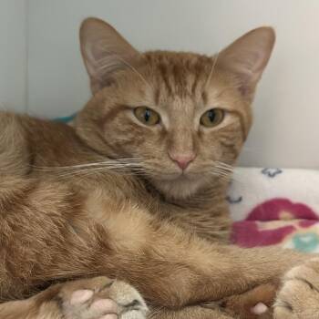 Domestic Short Hair Cats Available for Adoption in Matteson, Illinois - Garfield | PetCurious