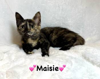 Maisie -  Tortoiseshell Cat for Adoption in Copley, Ohio - Maisie | PetCurious