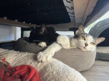 Chili (bonded with Chaulk) -  Domestic Short Hair Cat for Adoption in San Jose, California - Chili (bonded With Chaulk) | PetCurious
