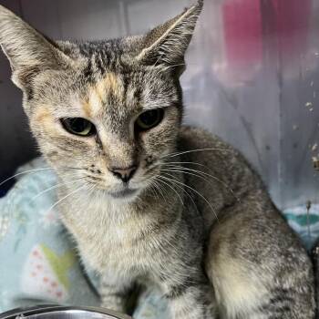 Hawkeye -  Domestic Short Hair Cat for Adoption in Marble, North Carolina - Hawkeye | PetCurious