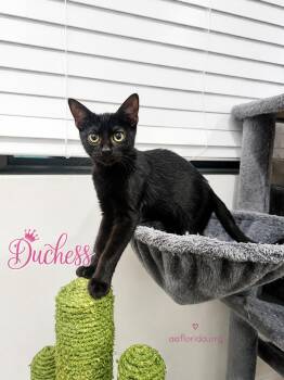 Duchess -  Tabby and Domestic Short Hair Cat for Adoption in Pensacola, Florida - Duchess | PetCurious
