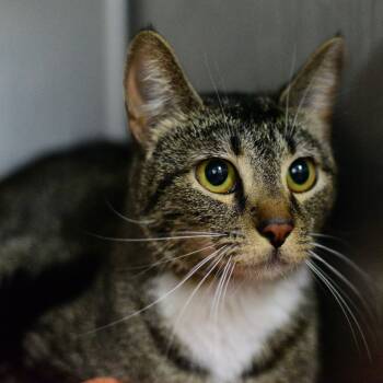 Rescue Domestic Short Hair Cats for Adoption in Idaho Falls, Idaho - Delia | PetCurious