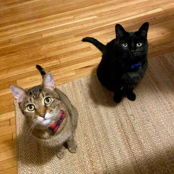 Domestic Short Hair Cats Available for Adoption in Minneapolis, Minnesota - Tommy / Ghost | PetCurious