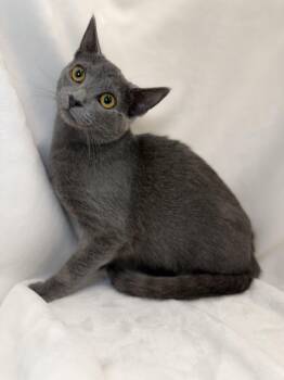 Marzipan -  Domestic Short Hair Cat for Adoption in Greensboro, North Carolina - Marzipan | PetCurious