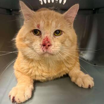 Domestic Short Hair Cats Available for Adoption in West Olive, Michigan - Carters (Barn Cat) | PetCurious