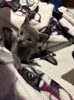Betty -  Domestic Short Hair Cat for Adoption in Lakewood, California - Betty | PetCurious
