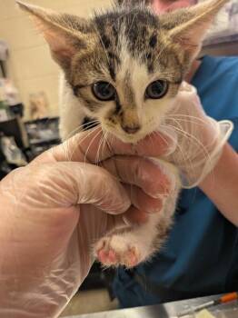 Pearline -  Domestic Short Hair Cat for Adoption in Cincinnati, Ohio - Pearline | PetCurious