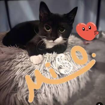 Domestic Short Hair Cats Available for Adoption in Toms River, New Jersey - Miso | PetCurious