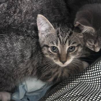 Celeriac -  Domestic Short Hair Cat for Adoption in Philadelphia, Pennsylvania - Celeriac | PetCurious