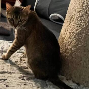 Caramel Apple -  Domestic Short Hair Cat for Adoption in Normal, Illinois - Caramel Apple | PetCurious