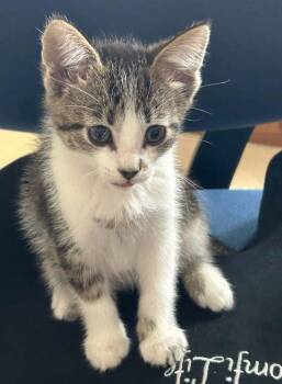 Pepper -  Domestic Short Hair Cat for Adoption in Salt Lake City, Utah - Pepper | PetCurious