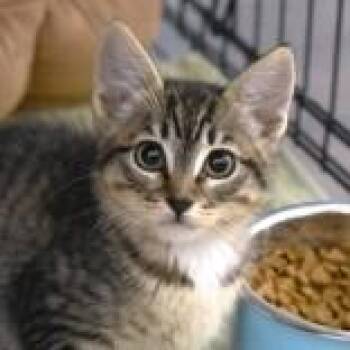 Toffee -  Domestic Short Hair Cat for Adoption in Flagstaff, Arizona - Toffee | PetCurious
