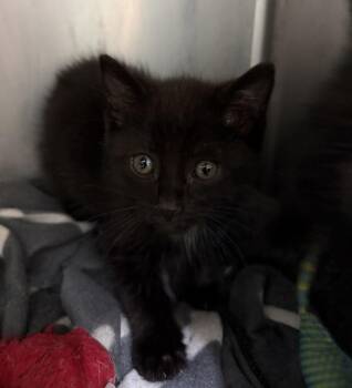 Solstice -  Domestic Short Hair Cat for Adoption in Evansville, Indiana - Solstice | PetCurious