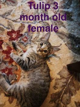 Tulip -  Domestic Short Hair Cat for Adoption in Mustang, Oklahoma - Tulip | PetCurious