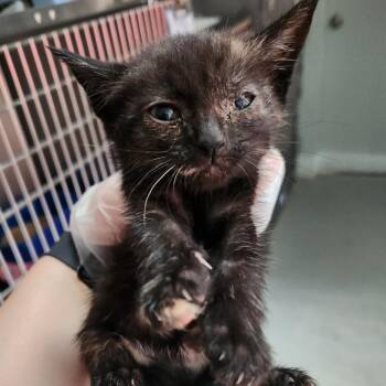 Cappadonna -  Domestic Short Hair Cat for Adoption in Summerville, South Carolina - Cappadonna | PetCurious