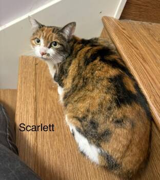 Scarlett -  Calico Cat for Adoption in White Bluff, Tennessee - Scarlett | PetCurious