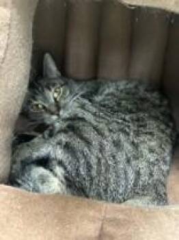Minerva -  Domestic Short Hair Cat for Adoption in Manitowoc, Wisconsin - Minerva | PetCurious