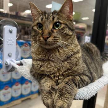Finn -  Domestic Short Hair Cat for Adoption in Warr Acres, Oklahoma - Finn | PetCurious