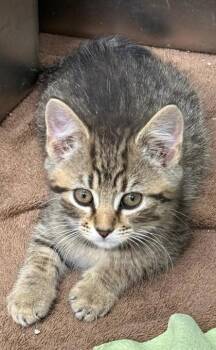 Louie -  Domestic Short Hair Cat for Adoption in Wilkesboro, North Carolina - Louie | PetCurious