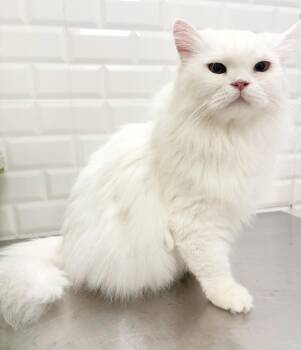 Shiro is our stunning exotic SOLID WHITE delight - EMERGENCY DOH -  Himalayan and Turkish Angora Cat for Adoption in Bedford Hills, New York - Shiro Is Our Stunning Exotic SOLID WHITE Delight - EMERGENCY DOH | PetCurious