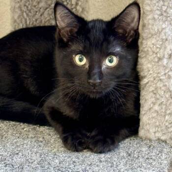 Kai -  Domestic Short Hair Cat for Adoption in Winchendon, Massachusetts - Kai | PetCurious