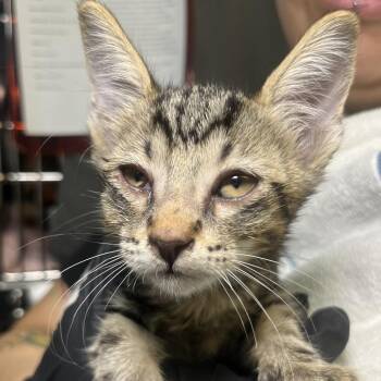Dash -  Domestic Short Hair Cat for Adoption in Palm Springs, California - Dash | PetCurious