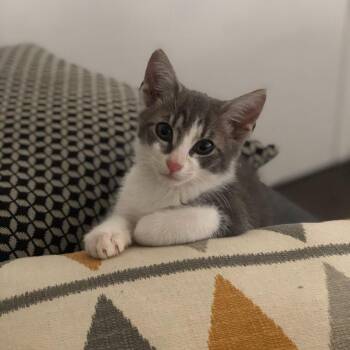 Sokka -  Domestic Short Hair Cat for Adoption in New York, New York - Sokka | PetCurious