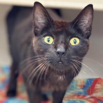 Rescue Domestic Short Hair Cats for Adoption in Batavia, New York - Pratt | PetCurious