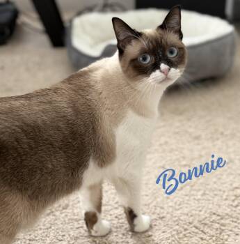 Bonnie #blue-eyes -  Snowshoe and Siamese Cat for Adoption in Houston, Texas - Bonnie #blue-eyes | PetCurious