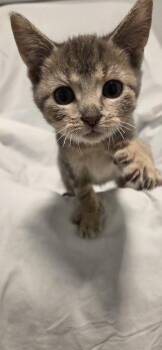 Ginseng -  Domestic Short Hair Cat for Adoption in Chicago, Illinois - Ginseng | PetCurious