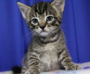 Mike -  Domestic Short Hair Cat for Adoption in Reynoldsburg, Ohio - Mike | PetCurious