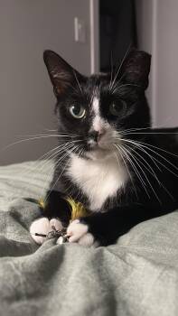Cakester (bonded to Toffee Crunch) -  Domestic Short Hair Cat for Adoption in New York, New York - Cakester (bonded To Toffee Crunch) | PetCurious
