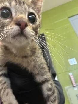 Regice -  Domestic Short Hair Cat for Adoption in Wichita, Kansas - Regice | PetCurious