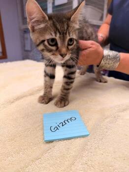 Gizmo -  Domestic Short Hair Cat Available for Adoption in Vancouver, Washington - Gizmo | PetCurious