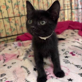 Nick -  Domestic Short Hair Cat for Adoption in Corpus Christi, Texas - Nick | PetCurious