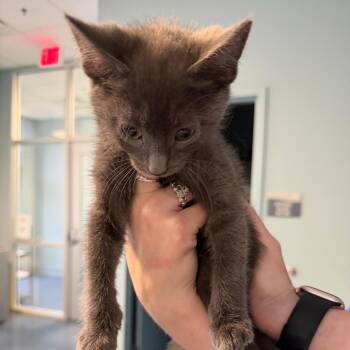 Domestic Short Hair Cats Available for Adoption in Greensboro, North Carolina - Peppermint | PetCurious