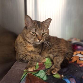 Tiller -  Domestic Short Hair Cat for Adoption in Cumming, Georgia - Tiller | PetCurious